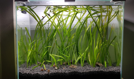 aquarium NANO BENDERWATER