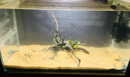 aquarium Nouveau 4