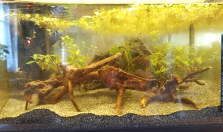 aquarium Crawtail