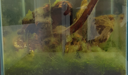aquarium Nano Low-tech pour mon bureau