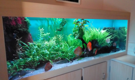 aquarium Amazonien