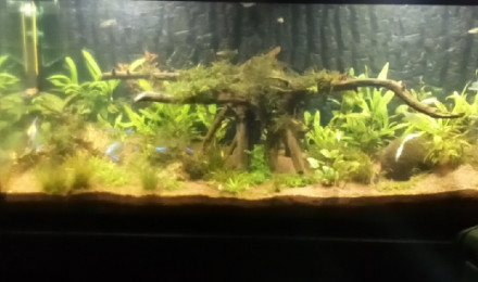 aquarium Bambou