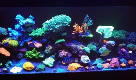 aquarium LPS- SPS Reef Colors