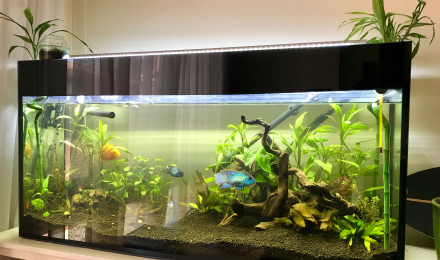 aquarium Aqua GT