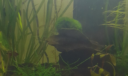 aquarium Crevettes Black Crystal