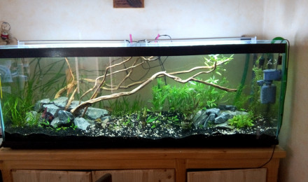 aquarium Bac Australo-Asiatique