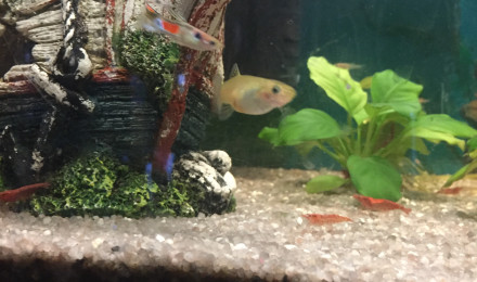 aquarium 120L communautaire