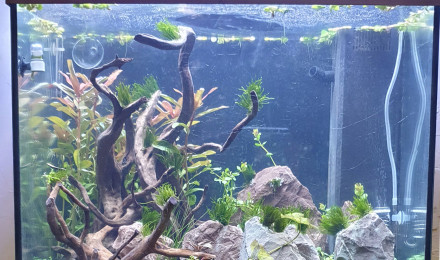 aquarium 120l communautaire