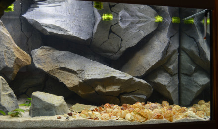 aquarium Tanganyika 250