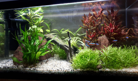 aquarium 54 L amazonien