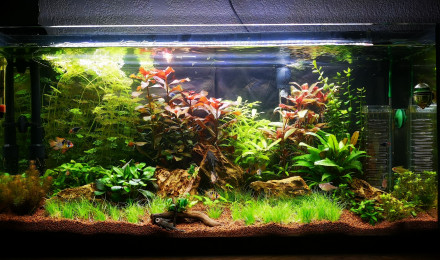 aquarium 80L azia
