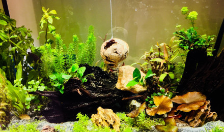 aquarium Askoll