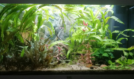 aquarium Juwel Rio 125