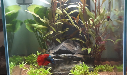aquarium Le Loft de Maurice