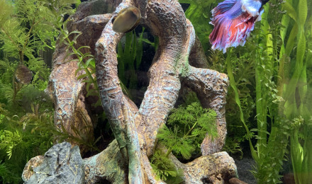 aquarium Nano Cube