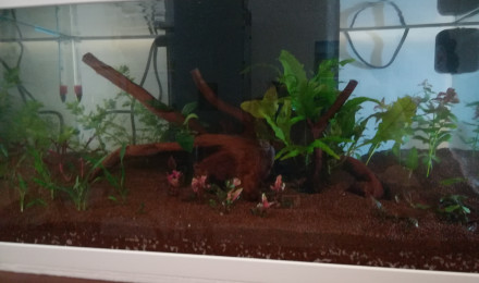 aquarium Aquarium 58