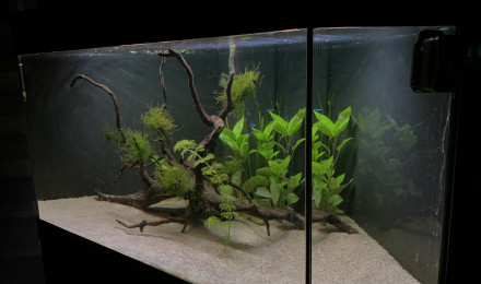 aquarium Mothes