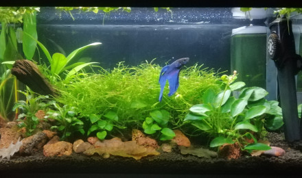 aquarium 20 litres de César