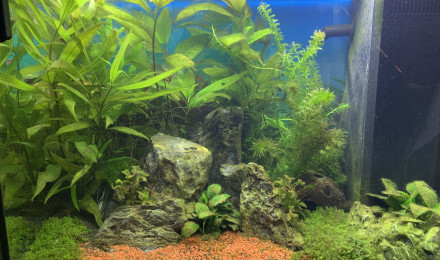 aquarium 80L