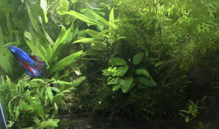 aquarium Aquarium rilli red