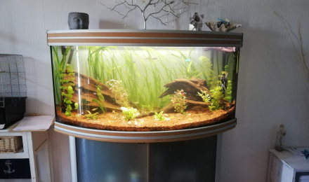aquarium Amazonien
