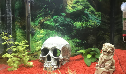 aquarium Number one