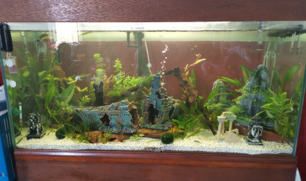 aquarium louis