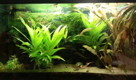aquarium 50 Litres Labo 1