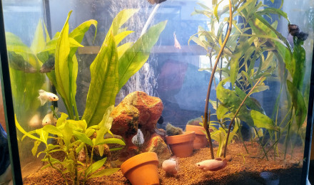 aquarium Combattants..à donner ..la nouvelle génération