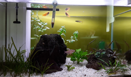 aquarium 60 L eau douce