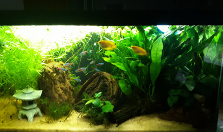aquarium Gouramis Famili