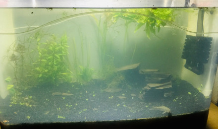 aquarium bassinarium 2