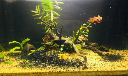 aquarium Nouveau 4