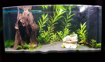 aquarium Aquarium 2
