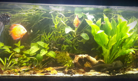 aquarium Bac Scalaire et Discus