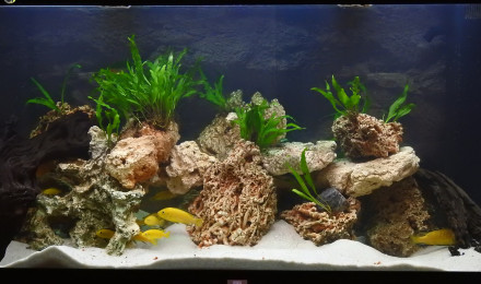 aquarium Bac 360L Malawi
