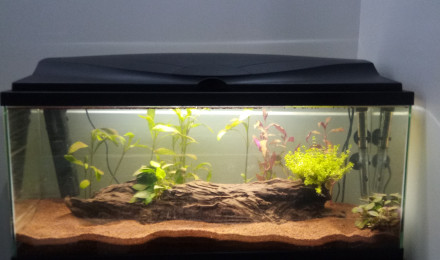 aquarium Aqua