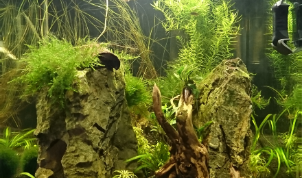 aquarium Nano Cube 60