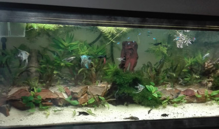 aquarium mon 660 litres