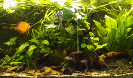 aquarium Bac Scalaire et Discus