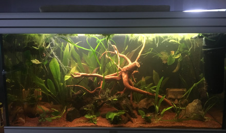 aquarium Amazonien