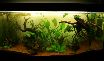 aquarium Amaziatique