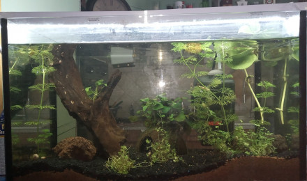 aquarium pataplon