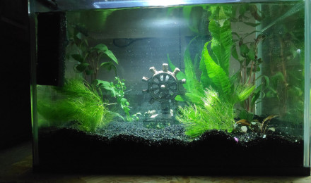 aquarium Crevettes ou kullis