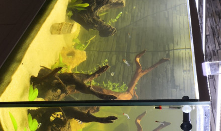 aquarium Mon Aqua didi