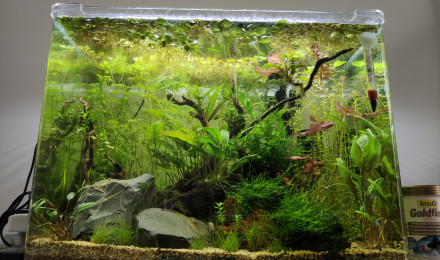 aquarium Betta splendens 55L - Marius Land