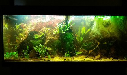 aquarium Communautaire 240L