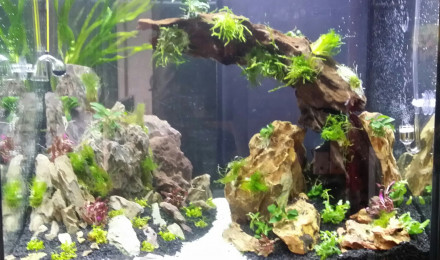 aquarium Salon Aquascape