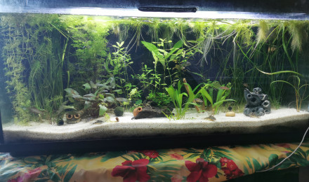 aquarium 220l