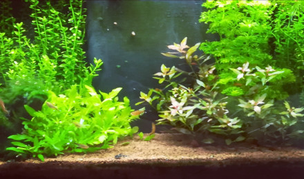 aquarium Bac Amazone